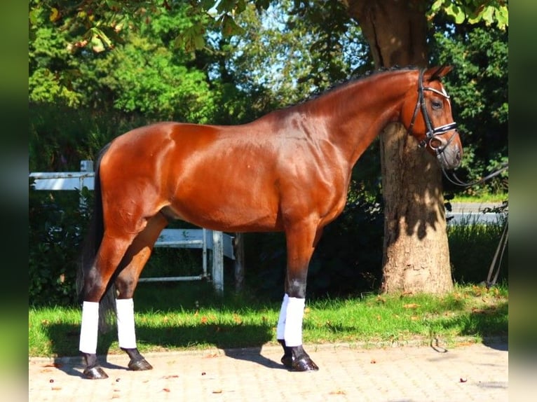 Hanoverian Gelding 4 years 16,1 hh Brown in Selsingen