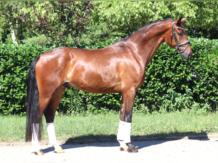 Hanoverian Gelding 4 years 16,1 hh Brown in Selsingen
