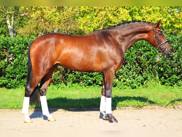 Hanoverian Gelding 4 years 16,1 hh Brown in Selsingen