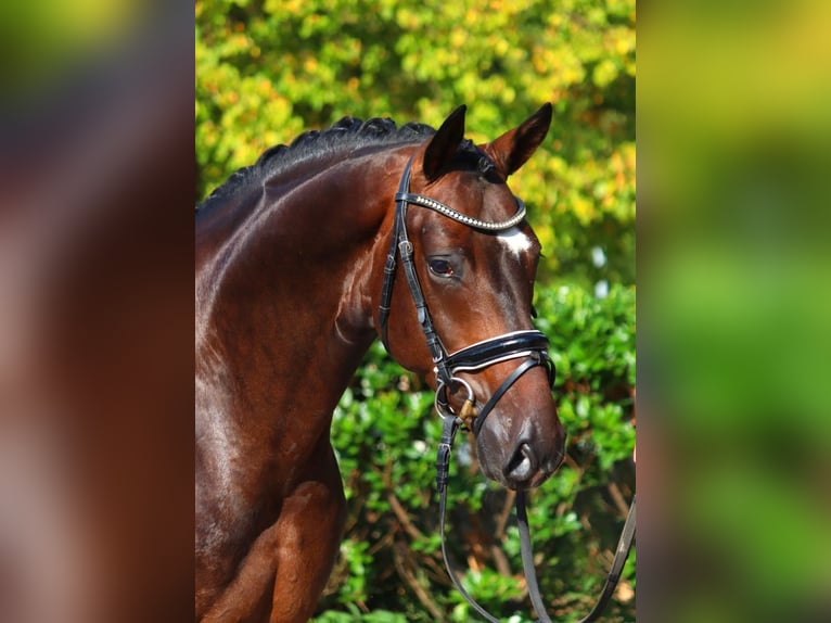 Hanoverian Gelding 4 years 16,1 hh Brown in Selsingen