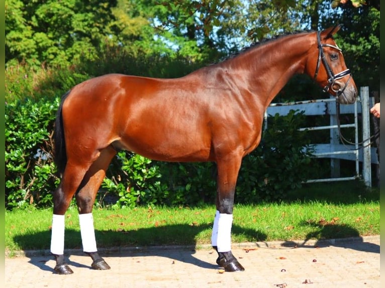 Hanoverian Gelding 4 years 16,1 hh Brown in Selsingen