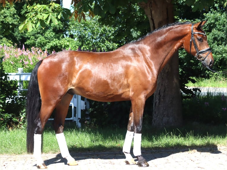 Hanoverian Gelding 4 years 16,1 hh Brown in Selsingen