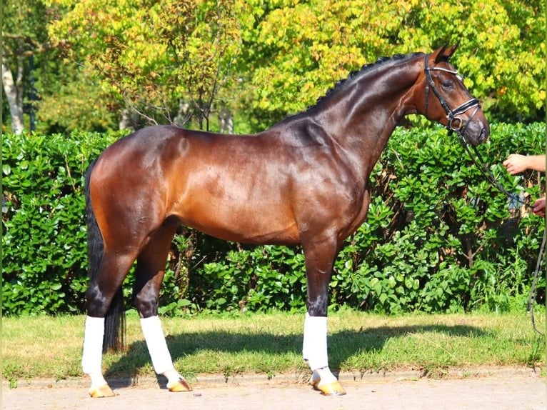 Hanoverian Gelding 4 years 16,1 hh Brown in Selsingen