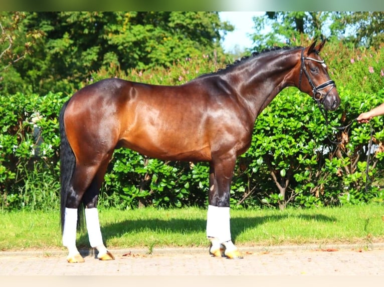 Hanoverian Gelding 4 years 16,1 hh Brown in Selsingen