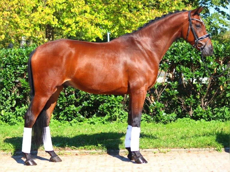 Hanoverian Gelding 4 years 16,1 hh Brown in Selsingen