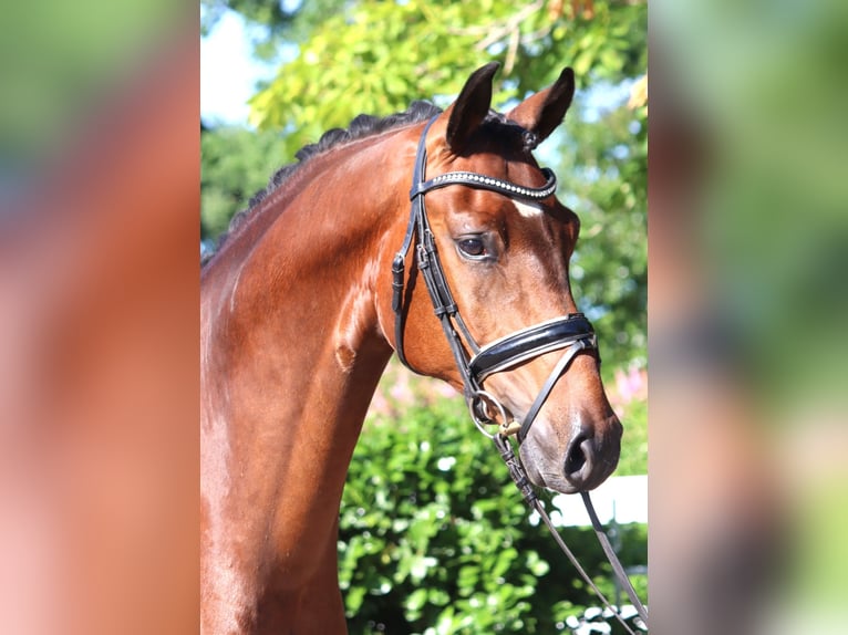Hanoverian Gelding 4 years 16,1 hh Brown in Selsingen