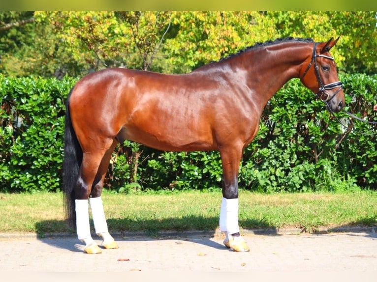 Hanoverian Gelding 4 years 16,1 hh Brown in Selsingen