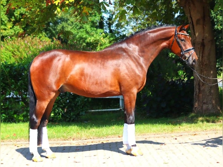 Hanoverian Gelding 4 years 16,1 hh Brown in Selsingen