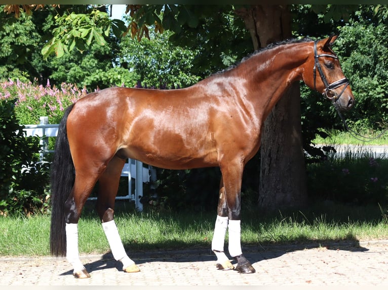 Hanoverian Gelding 4 years 16,1 hh Brown in Selsingen