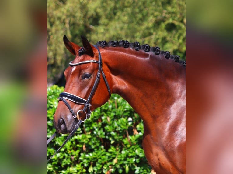 Hanoverian Gelding 4 years 16,1 hh Brown in Selsingen