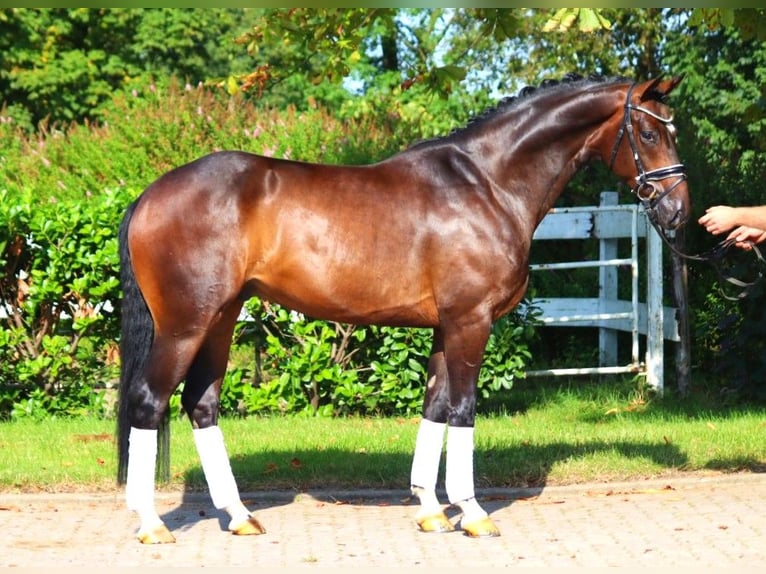 Hanoverian Gelding 4 years 16,1 hh Brown in Selsingen