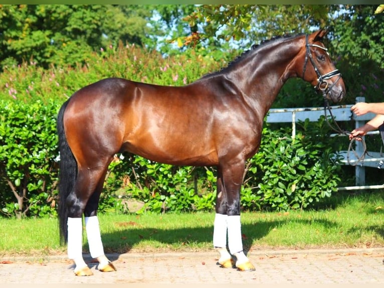 Hanoverian Gelding 4 years 16,1 hh Brown in Selsingen