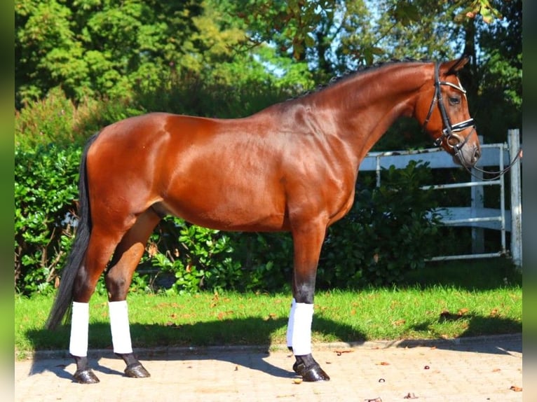 Hanoverian Gelding 4 years 16,1 hh Brown in Selsingen