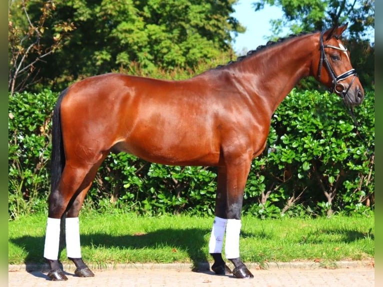 Hanoverian Gelding 4 years 16,1 hh Brown in Selsingen