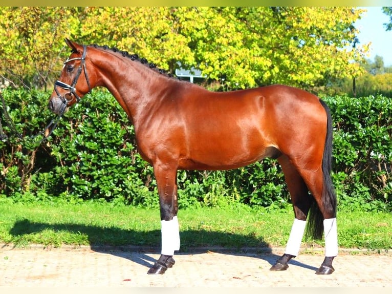 Hanoverian Gelding 4 years 16,1 hh Brown in Selsingen