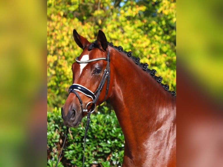 Hanoverian Gelding 4 years 16,1 hh Brown in Selsingen