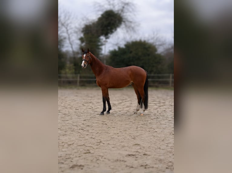 Hanoverian Gelding 4 years 16.1 hh Brown in Hünxe