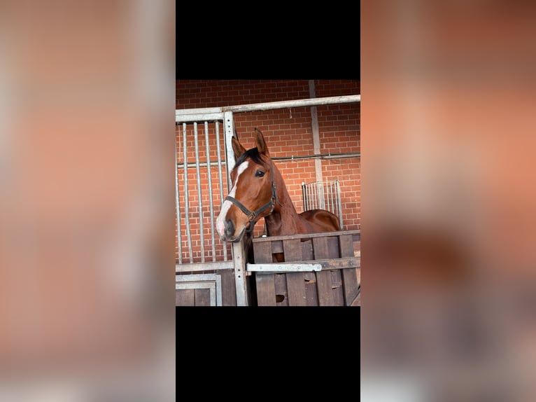 Hanoverian Gelding 4 years 16.1 hh Brown in Hünxe
