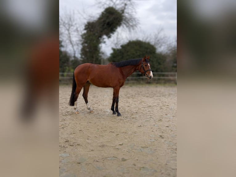 Hanoverian Gelding 4 years 16.1 hh Brown in Hünxe