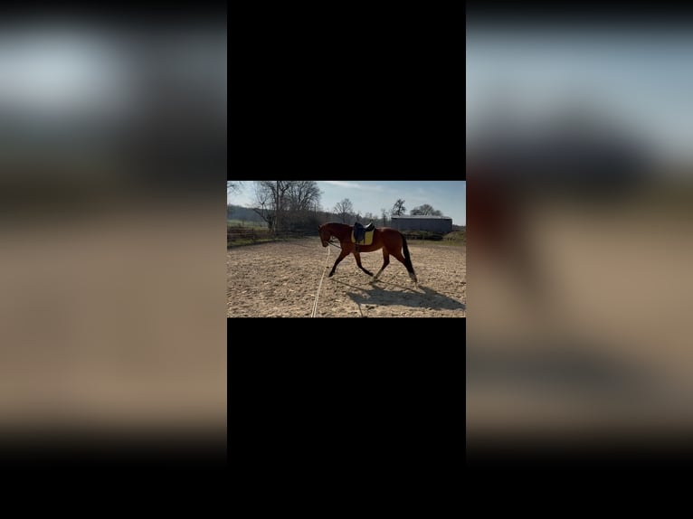 Hanoverian Gelding 4 years 16.1 hh Brown in Hünxe