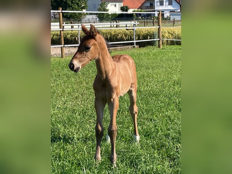 Hanoverian Gelding 4 years 16.1 hh Brown in Schrobenhausen