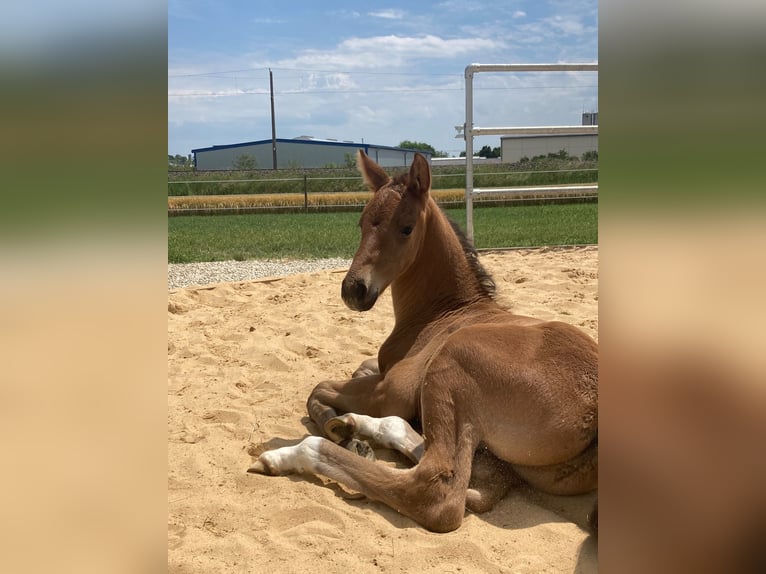 Hanoverian Gelding 4 years 16.1 hh Brown in Schrobenhausen