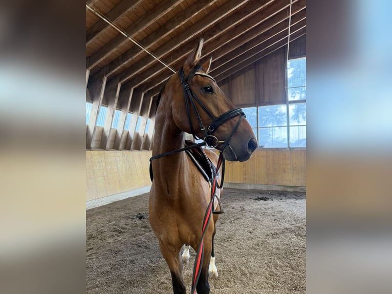 Hanoverian Gelding 4 years 16.1 hh Brown in Schrobenhausen