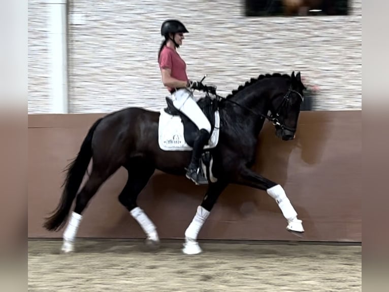 Hanoverian Gelding 4 years 16,1 hh Brown in Wehringen