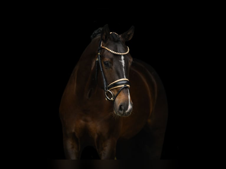 Hanoverian Gelding 4 years 16,1 hh Brown in Wehringen