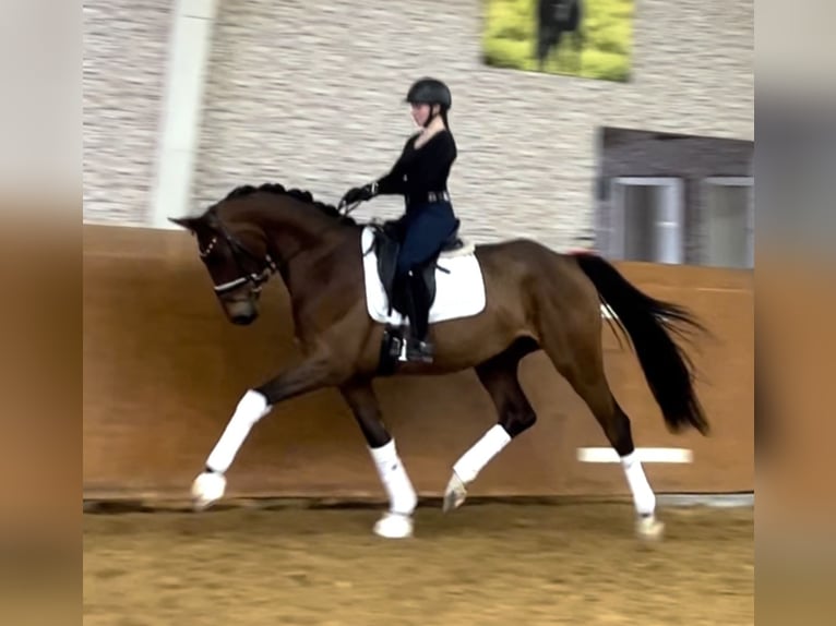 Hanoverian Gelding 4 years 16,1 hh Brown in Wehringen