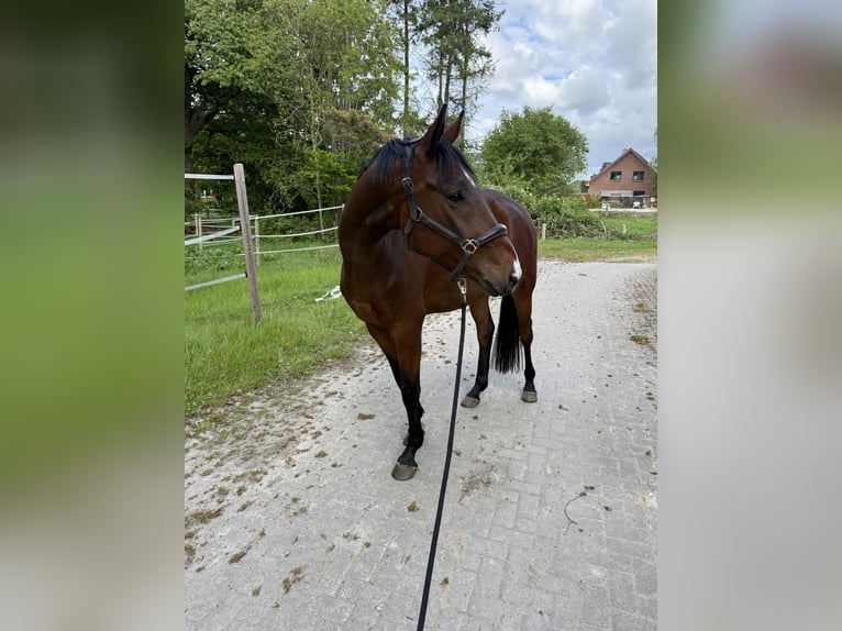 Hanoverian Gelding 4 years 16.1 hh Brown in Loxstedt