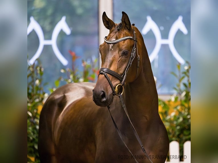 Hanoverian Gelding 4 years 16,1 hh Brown in Verden