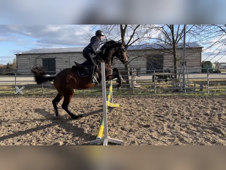 Hanoverian Gelding 4 years 16.1 hh Brown in Heidesee