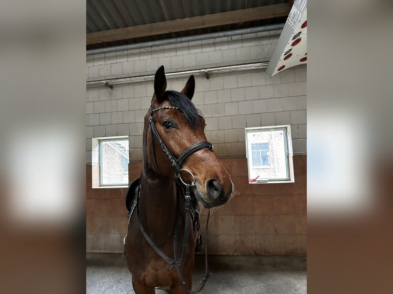 Hanoverian Gelding 4 years 16,1 hh Brown in Michaelisbruch