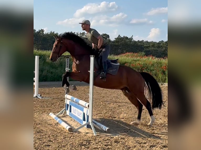 Hanoverian Gelding 4 years 16,1 hh Brown in Michaelisbruch