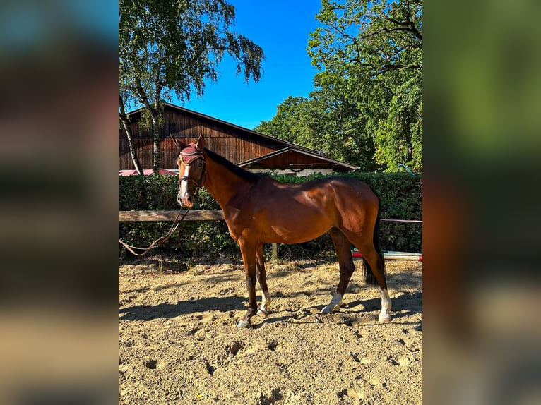 Hanoverian Gelding 4 years 16.1 hh Brown in Nettersheim