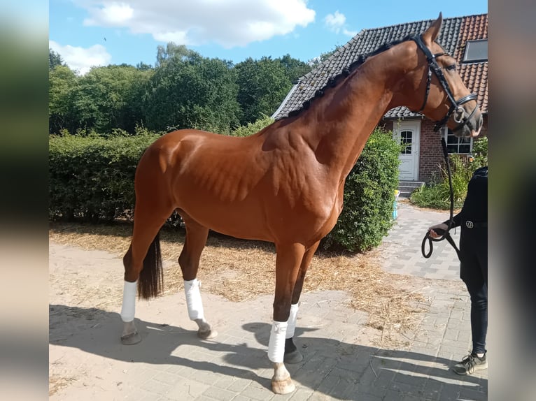 Hanoverian Gelding 4 years 16.1 hh Brown in Wesel