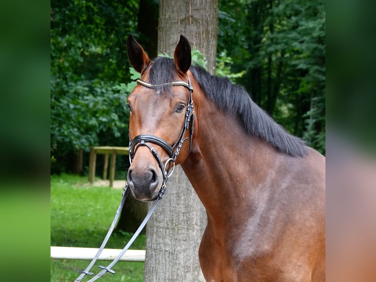 Hanoverian Gelding 4 years 16,1 hh Brown in Warendorf