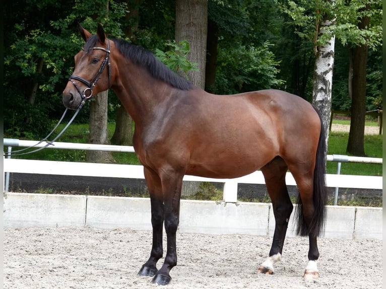 Hanoverian Gelding 4 years 16,1 hh Brown in Warendorf