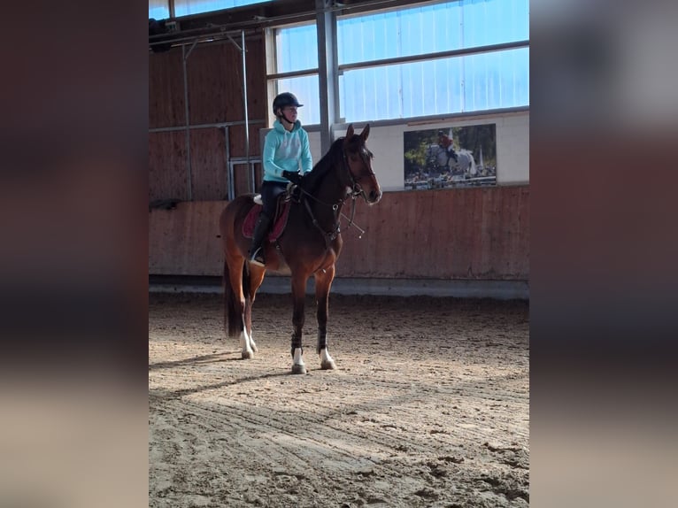 Hanoverian Gelding 4 years 16,1 hh Brown in Grevenbroich