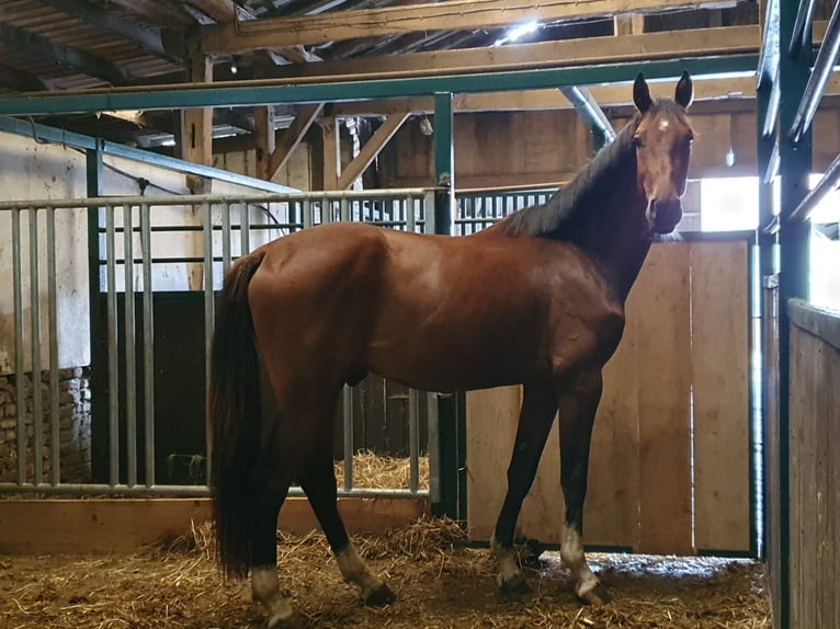 Hanoverian Gelding 4 years 16,1 hh Brown in Grevenbroich