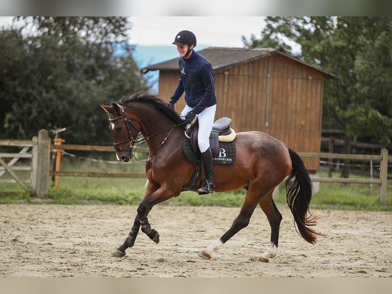 Hanoverian Gelding 4 years 16,1 hh Brown in Riedstadt