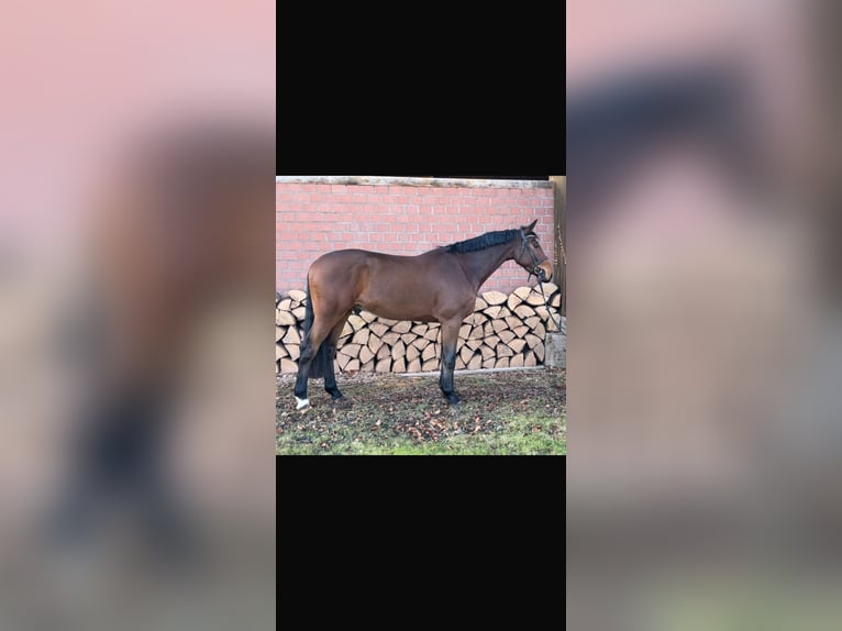 Hanoverian Gelding 4 years 16.1 hh Brown in Zülpich