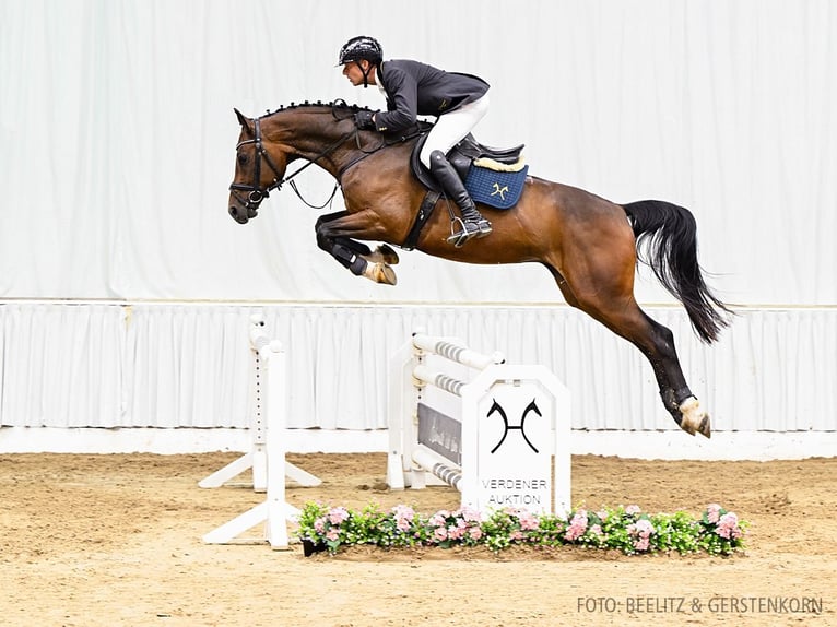 Hanoverian Gelding 4 years 16,1 hh Brown in Verden