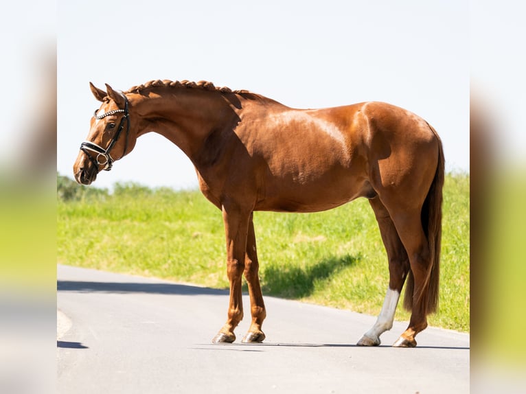 Hanoverian Gelding 4 years 16.1 hh Chestnut in Gleichen