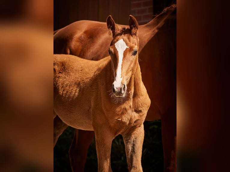 Hanoverian Gelding 4 years 16.1 hh Chestnut in Kirchlinteln
