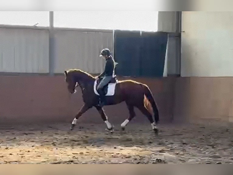Hanoverian Gelding 4 years 16.1 hh Chestnut in Kirchlinteln