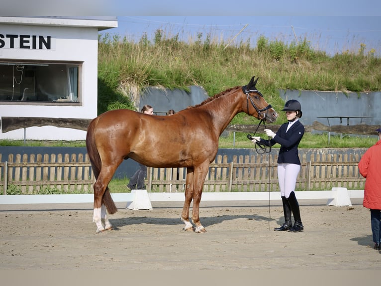 Hanoverian Gelding 4 years 16.1 hh Chestnut in Padenstedt