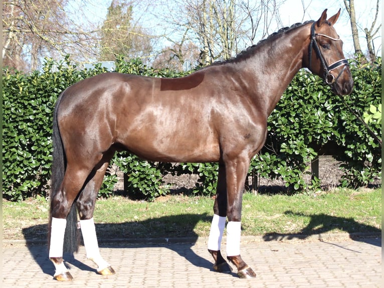 Hanoverian Gelding 4 years 16.1 hh Chestnut in Selsingen
