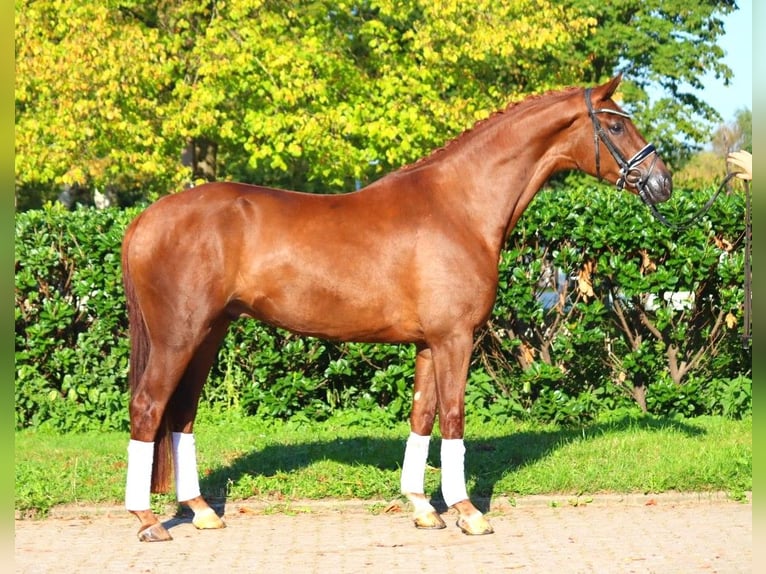 Hanoverian Gelding 4 years 16,1 hh Chestnut in Selsingen